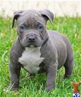 american pit bull puppy posted by Affordable Pups